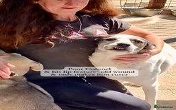 Mixed Breed dogs for adoption: Colonel, 5 yrs approx. Available for adoption  - Image 3
