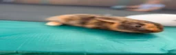Mixed Breed rabbits for sale: Bunnies  in Newark - Advert 8