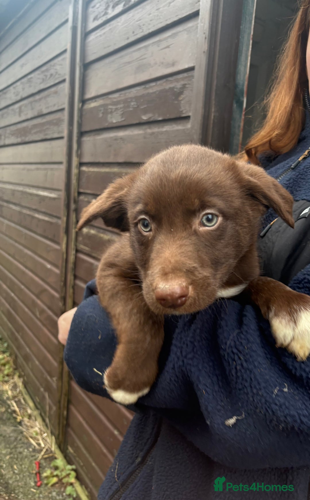 Welsh Collie dogs for sale: Welsh Sheepdogs  - Advert 6