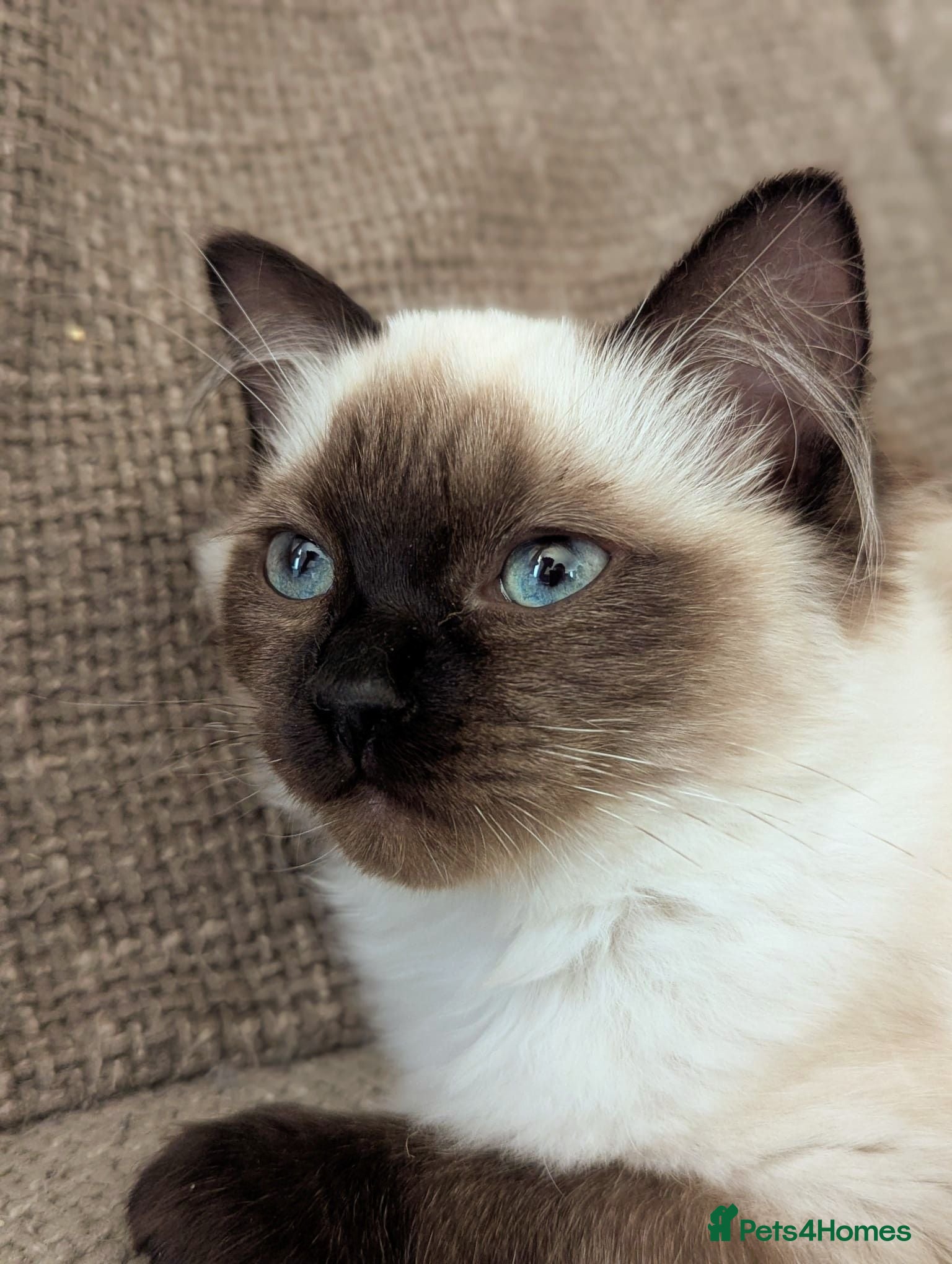 Ragdoll cats Extremely stunning ragdoll. READY TO LEAVE 💖💖💖 - Advert 3