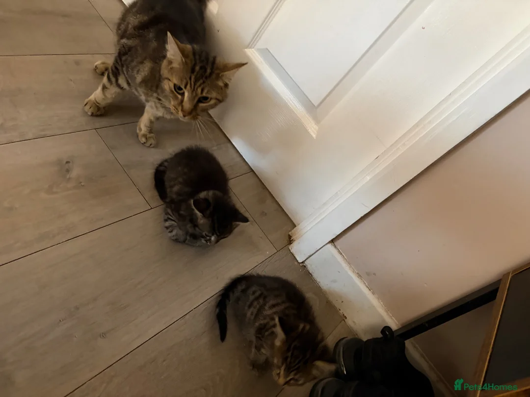 Mixed Breed cats for sale: 2 gorgeous boy tabby’s  - Advert 4