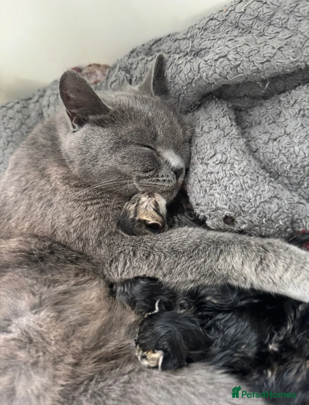Mixed Breed cats for sale: 1/2 British blue kittens - Advert 1