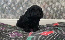 Cockapoo dogs for sale: F1 Cockapoo puppies for sale  - Image 17