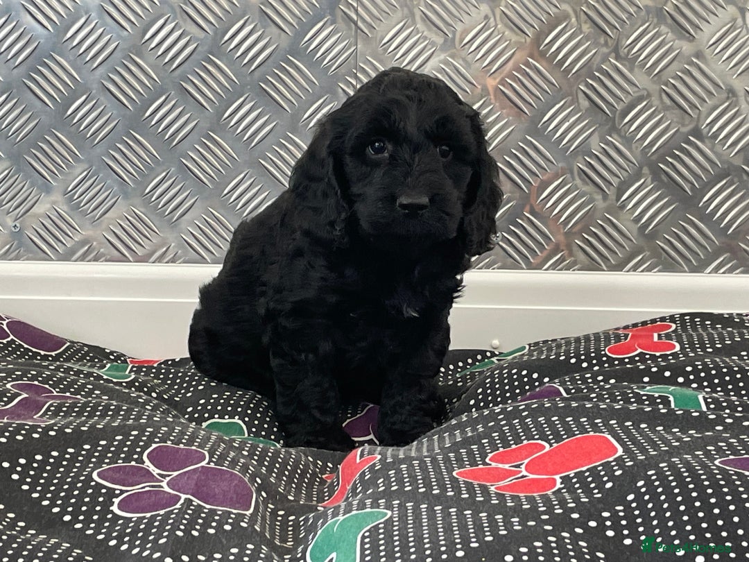 Cockapoo dogs for sale: F1 Cockapoo puppies for sale  - Image 17