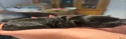 Cockapoo dogs for sale: Only one beautiful black boy available. - Advert 14