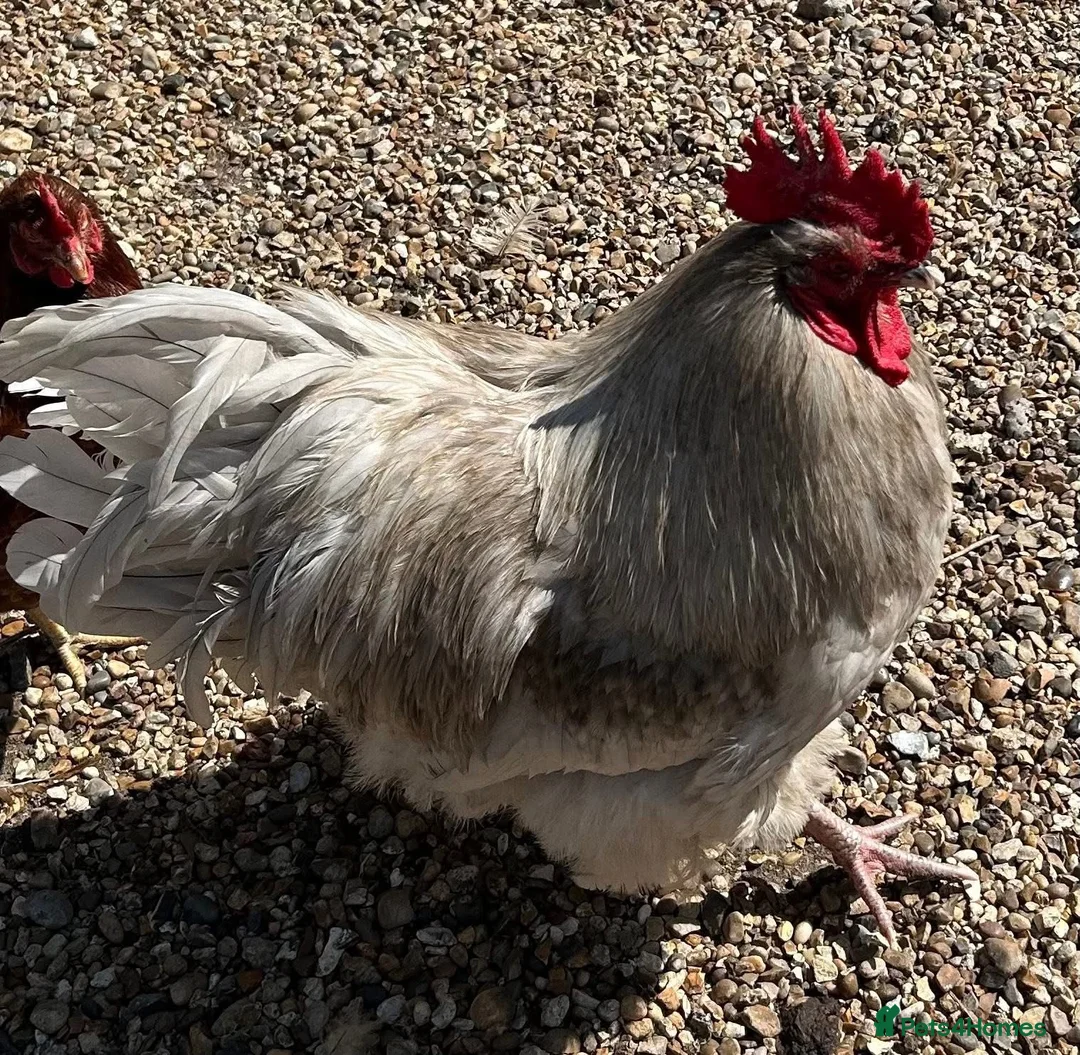 Chickens poultry for sale: Two Orpington Cockerels   - Advert 4