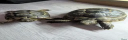 Tortoise reptiles for sale: Spur Thigh tortoises  - Advert 1