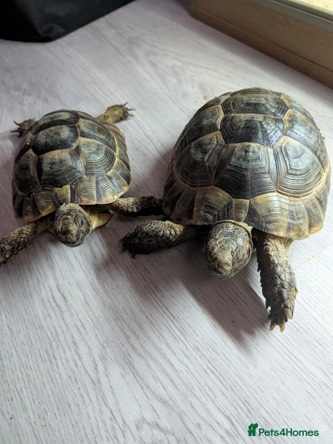 Tortoise reptiles for sale: Spur Thigh tortoises  - Advert 1