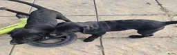 Labrador Retriever dogs for sale: 2 male Labrador puppies 8 weeks  - Advert 5