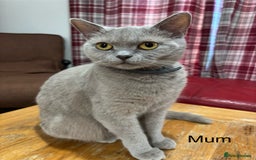 British Shorthair cats for sale: Gorgeous British Shorthair/ Ragdoll  - Image 9