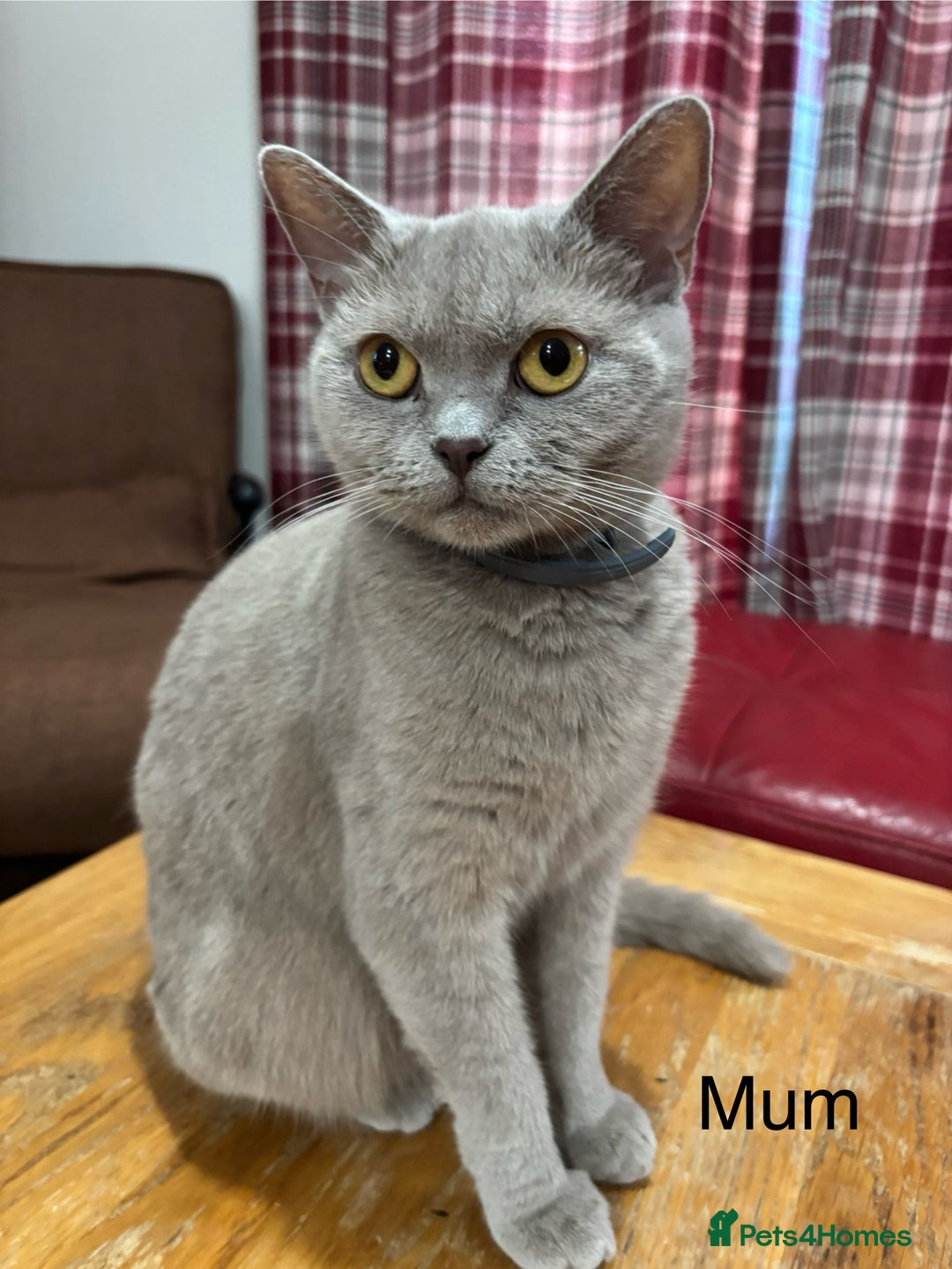British Shorthair cats for sale: Gorgeous British Shorthair/ Ragdoll  - Image 9