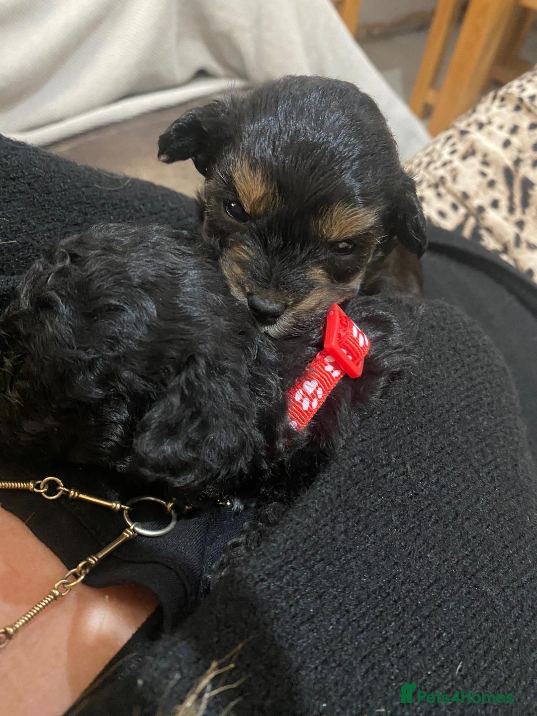 Poochon dogs for sale: Poochon puppies for sale - Image 9