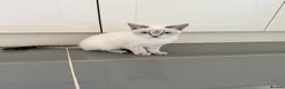 Ragdoll cats for sale: Femal 8 month old half ragdoll in Ripley - Advert 6
