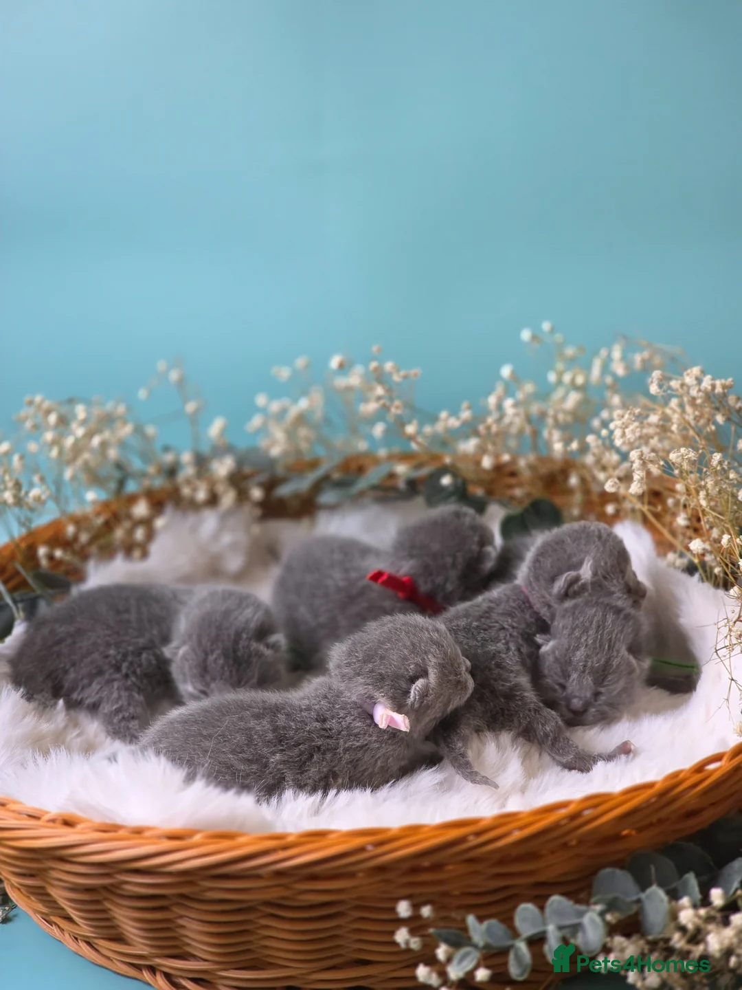 British Shorthair cats for sale: 🩷 Kittens Looking For Their Forever Homes 🩵 - Advert 1