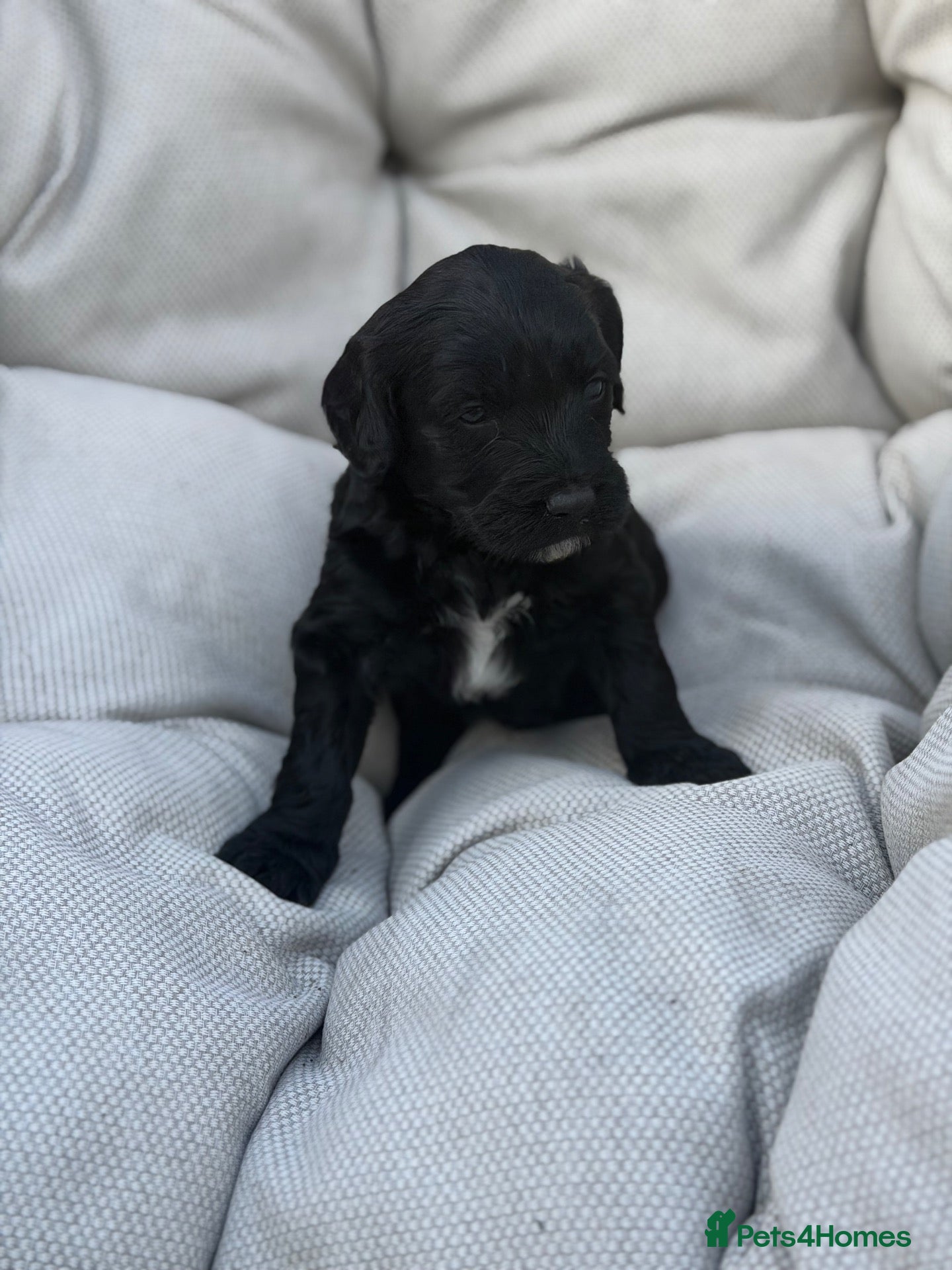 Cockapoo dogs for sale: 6 cockerpoo puppies  - Advert 11