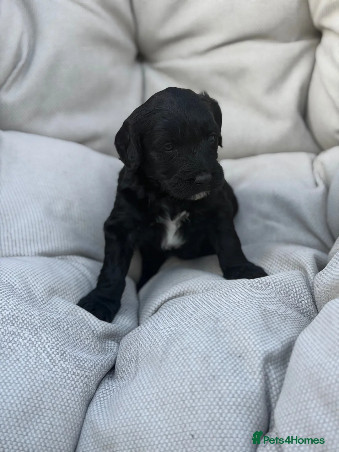 Cockapoo dogs for sale: 6 cockerpoo puppies  - Advert 2