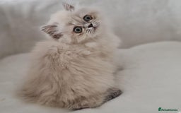 Persian cats for sale: Persian Kittens Looking For New Home - Image 21