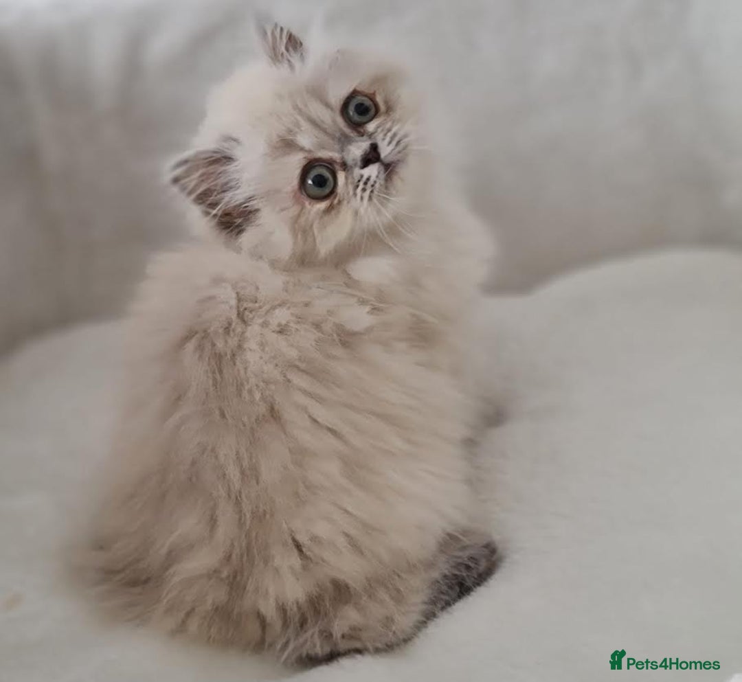 Persian cats for sale: Persian Kittens Looking For New Home - Image 21