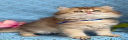British Longhair cats for sale: British Longhair golden shaded kittens TICA - Advert 9