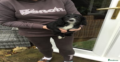 Cocker Spaniel dogs - Advert 5