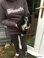 Cocker Spaniel dogs - Advert 5