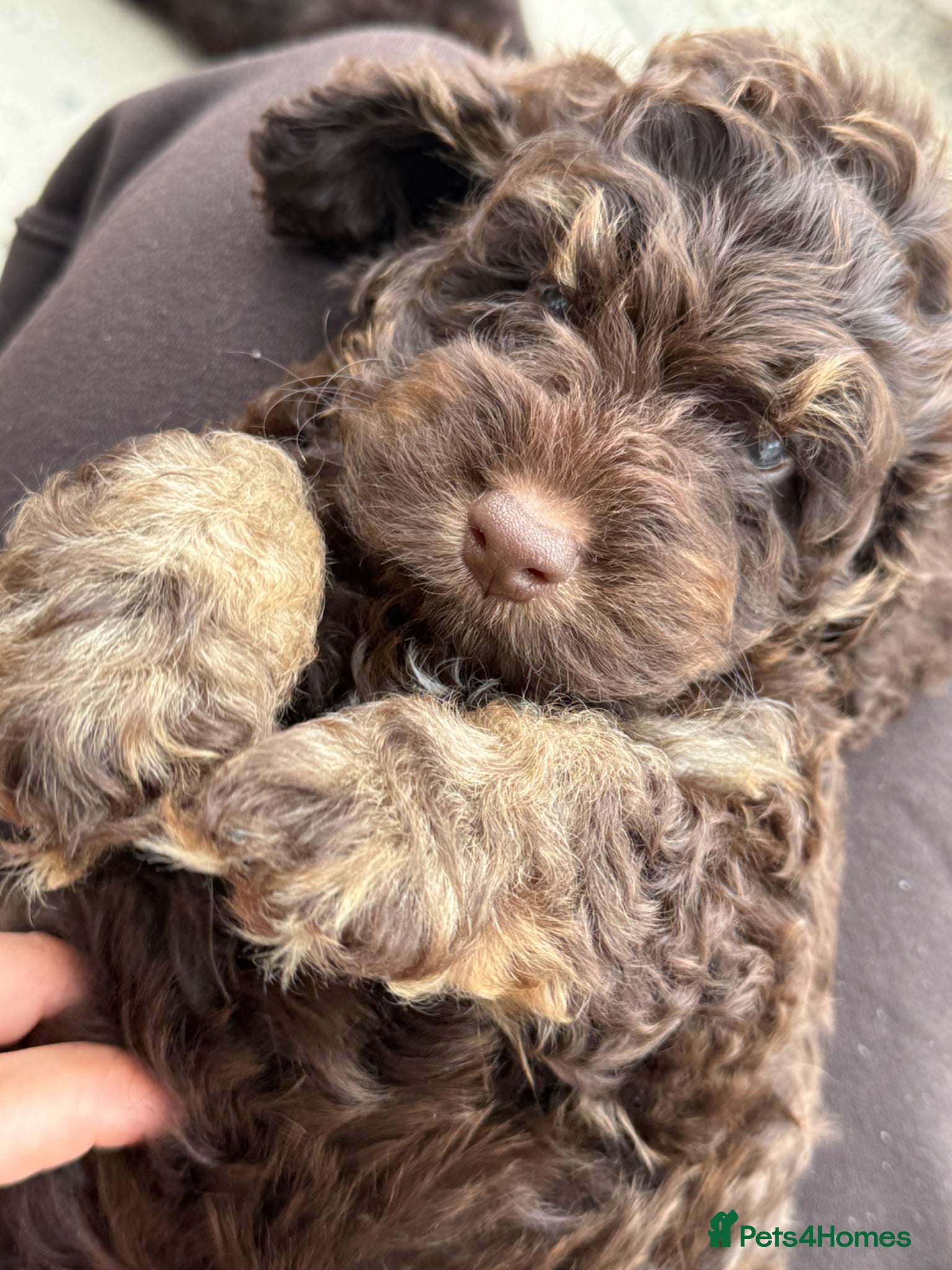 Cockapoo dogs Gorgeous F1 cockapoo puppies  - Advert 16
