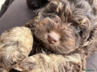 Cockapoo dogs Gorgeous F1 cockapoo puppies - Advert 1