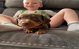 Miniature Dachshund dogs for sale: Miniature dachshund puppies  - Image 23