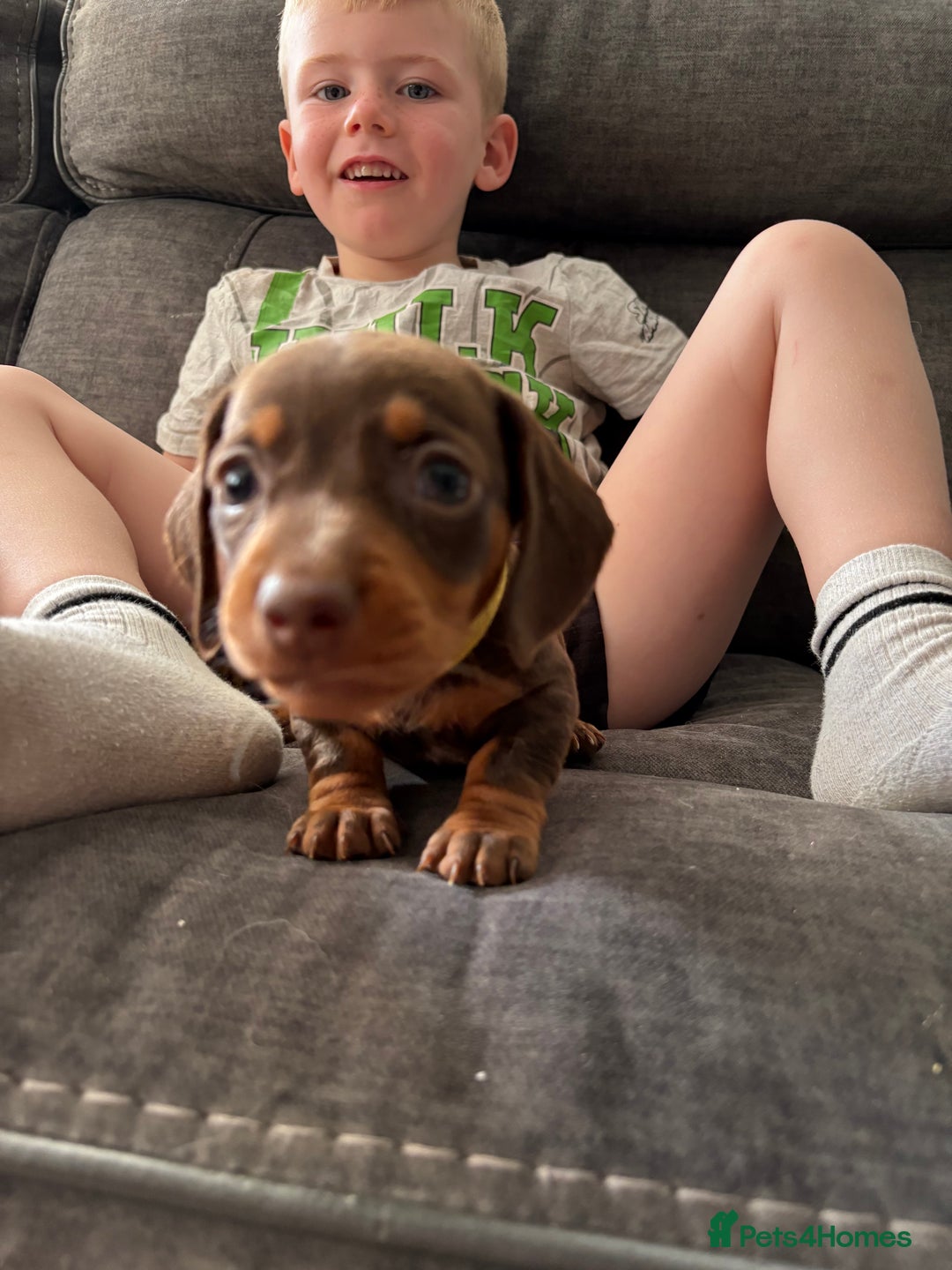Miniature Dachshund dogs for sale: Miniature dachshund puppies  - Image 23