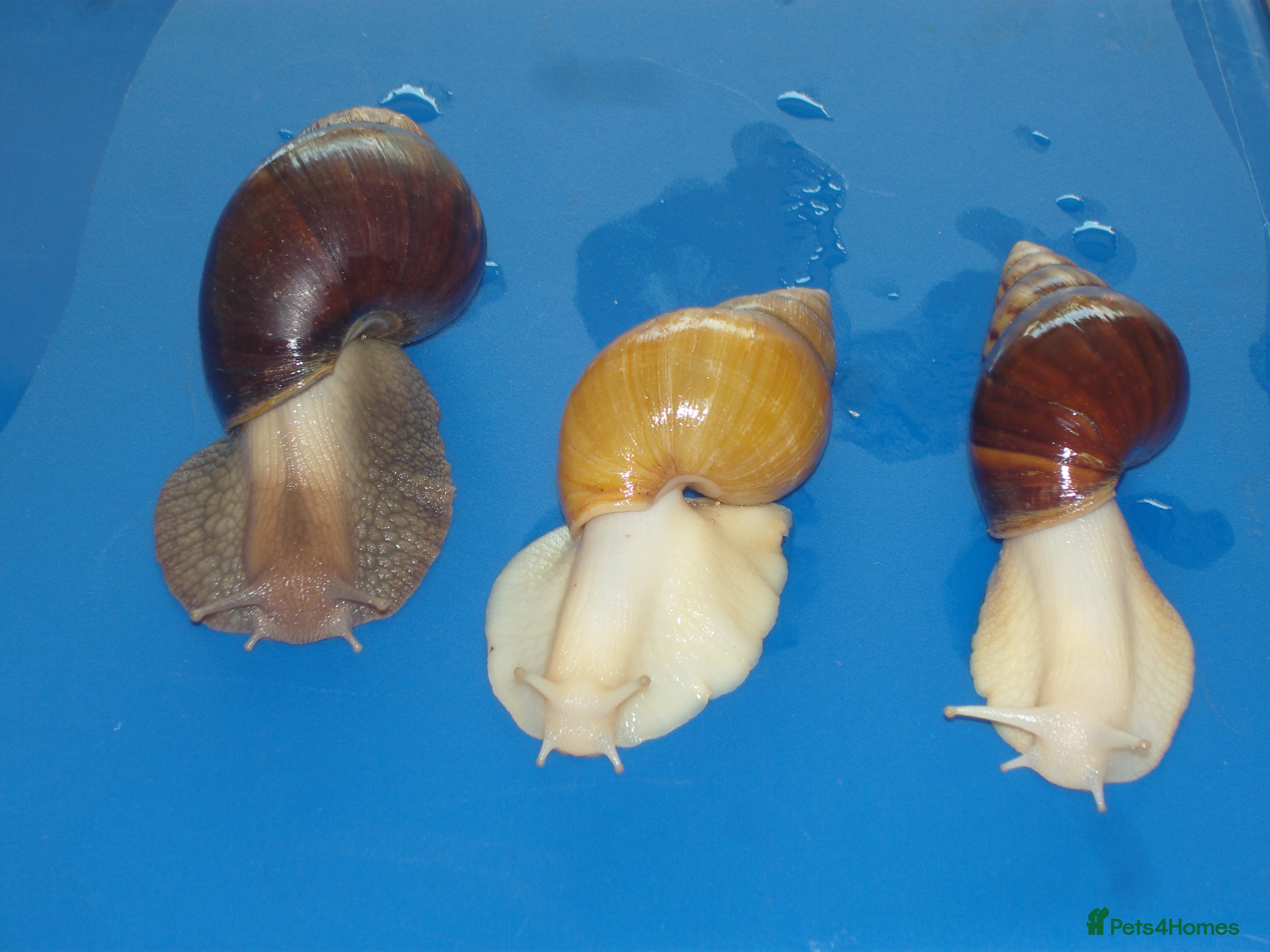 Snails invertebrates ALBINO, JADE & NORMAL GIANT AFRICAN LAND SNAILS - Advert 4