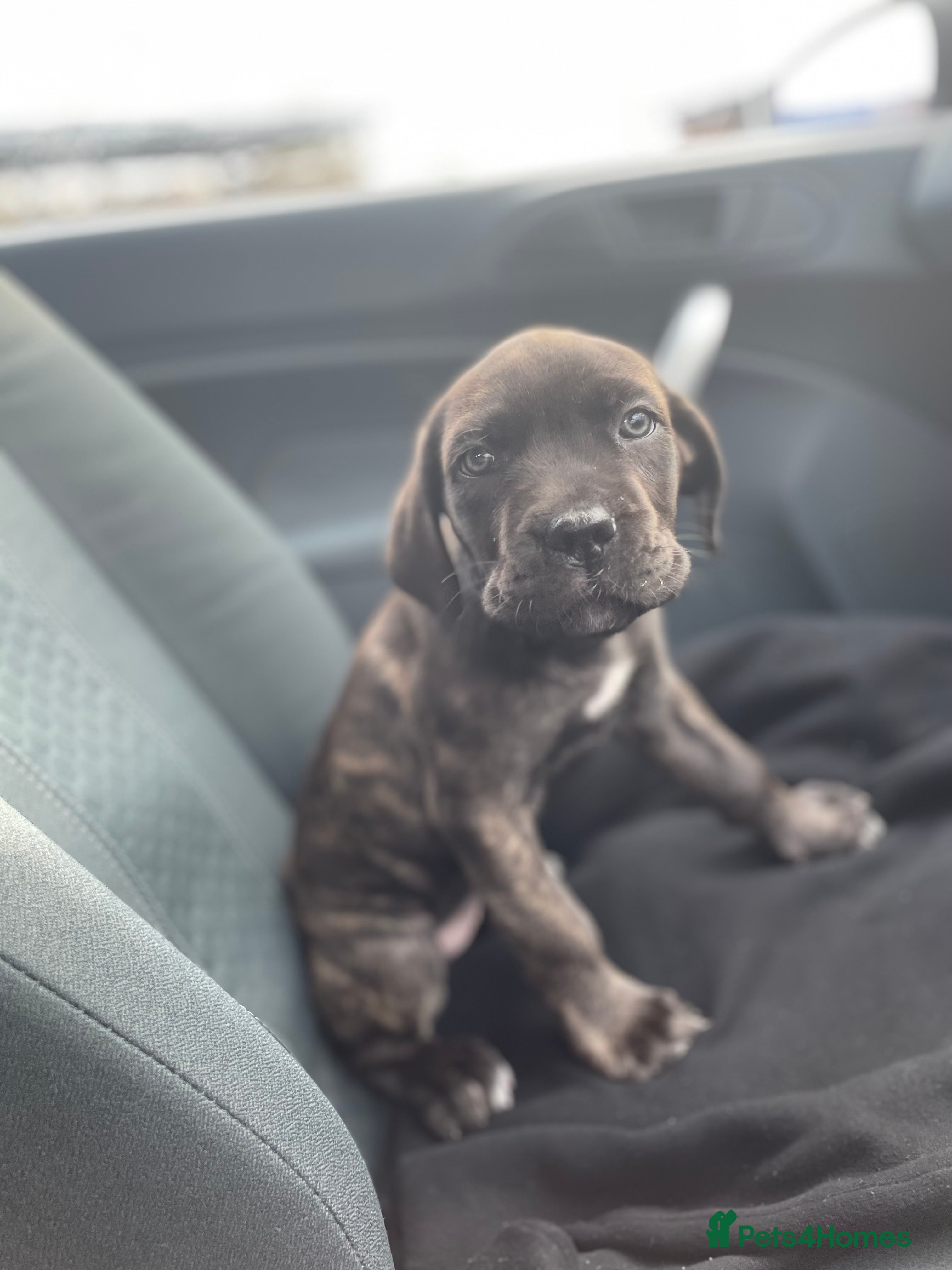 Mixed Breed dogs Angel the cane x canario  - Advert 1