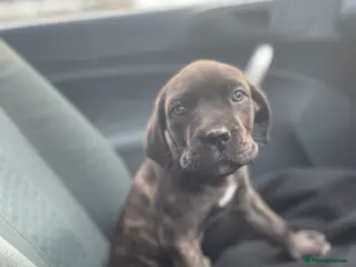 Mixed Breed dogs Angel the cane x canario - Advert 3