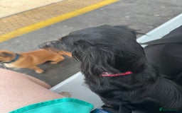 Miniature Dachshund dogs for sale: One boy left  - Image 4