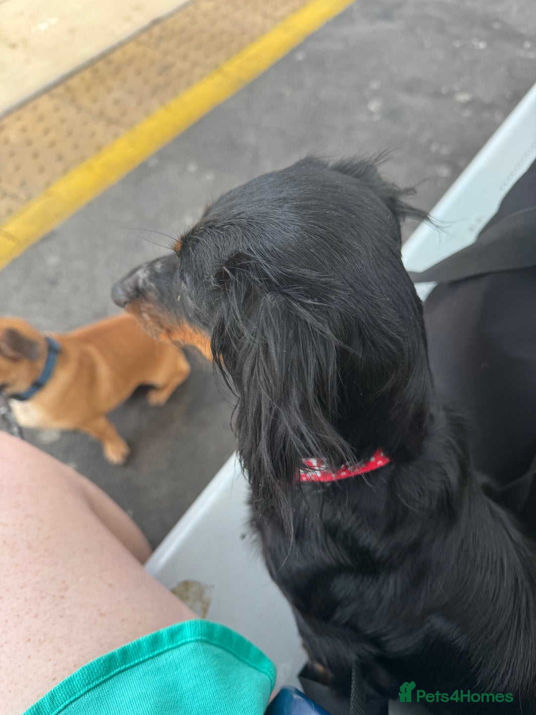 Miniature Dachshund dogs for sale: One boy left  - Image 4