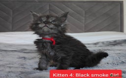 Maine Coon cats for sale: European Maine coon Kittens - Image 10