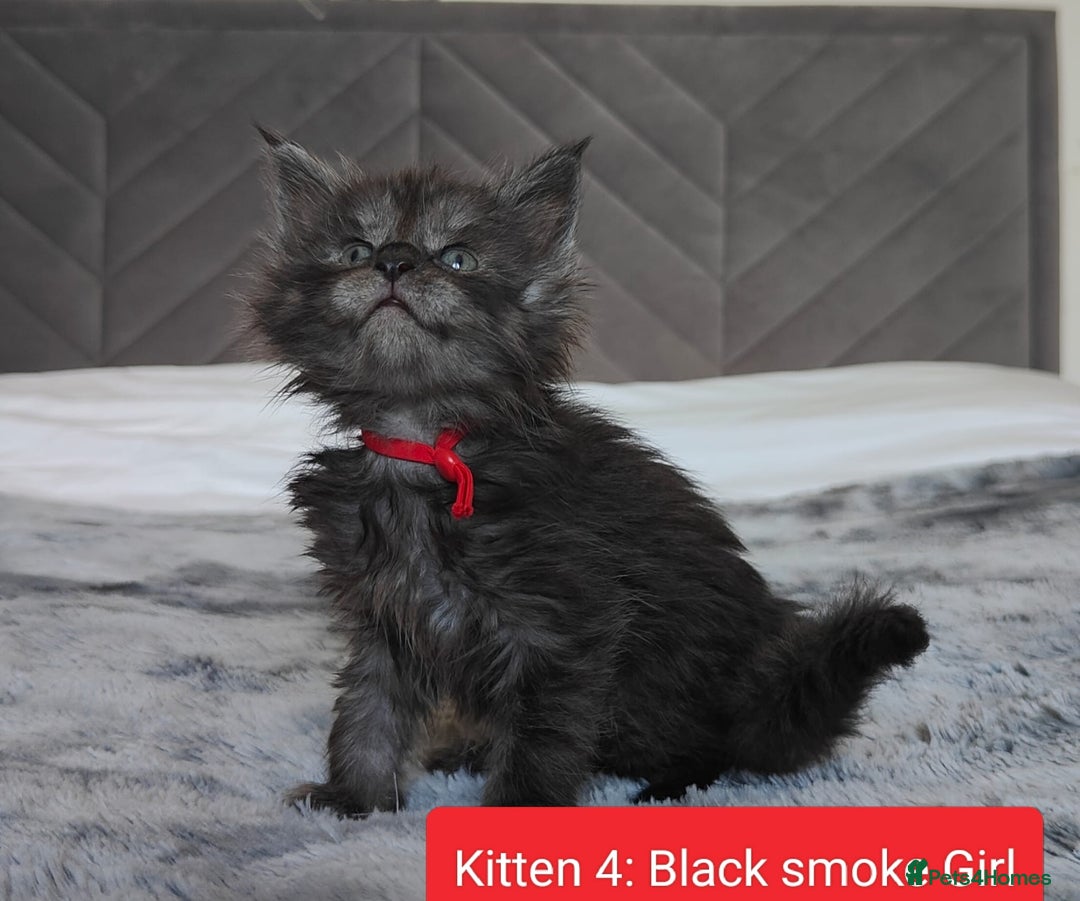 Maine Coon cats for sale: European Maine coon Kittens - Image 10