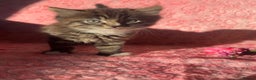 Maine Coon cats for sale: Fluffy Maine Coon Cross Kittens 😸🌺  - Advert 5