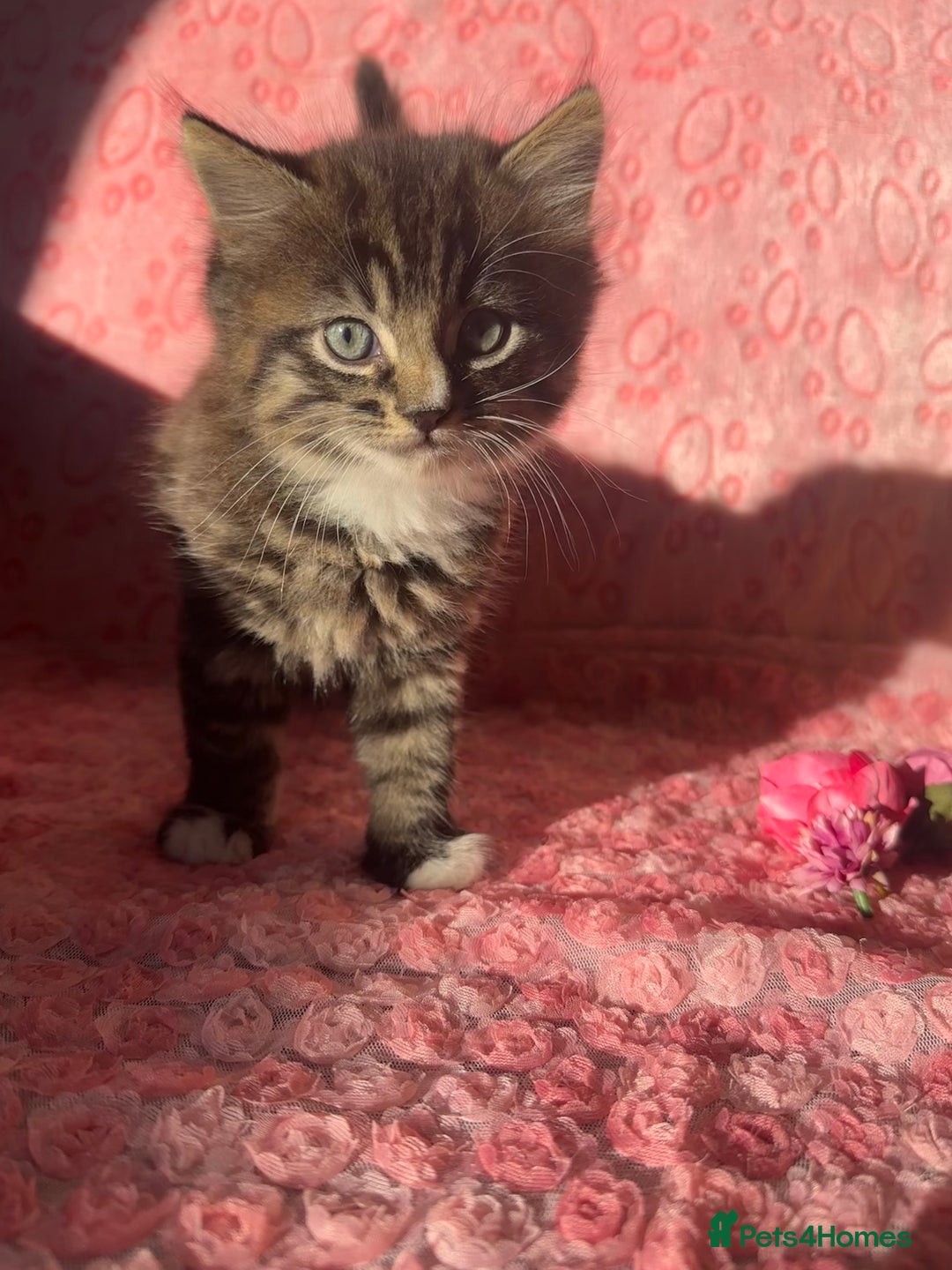 Maine Coon cats for sale: Fluffy Maine Coon Cross Kittens 😸🌺  - Advert 5