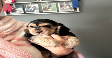 Cocker Spaniel dogs - Advert 12