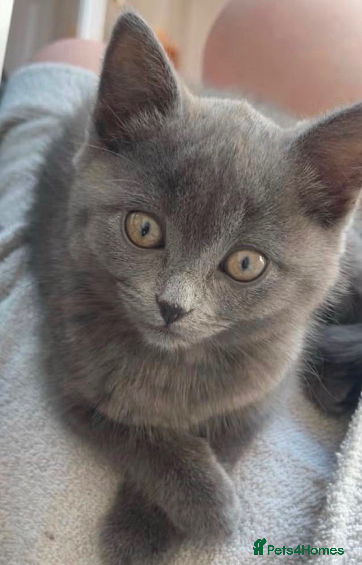 Mixed Breed cats Grey kitten  - Advert 14