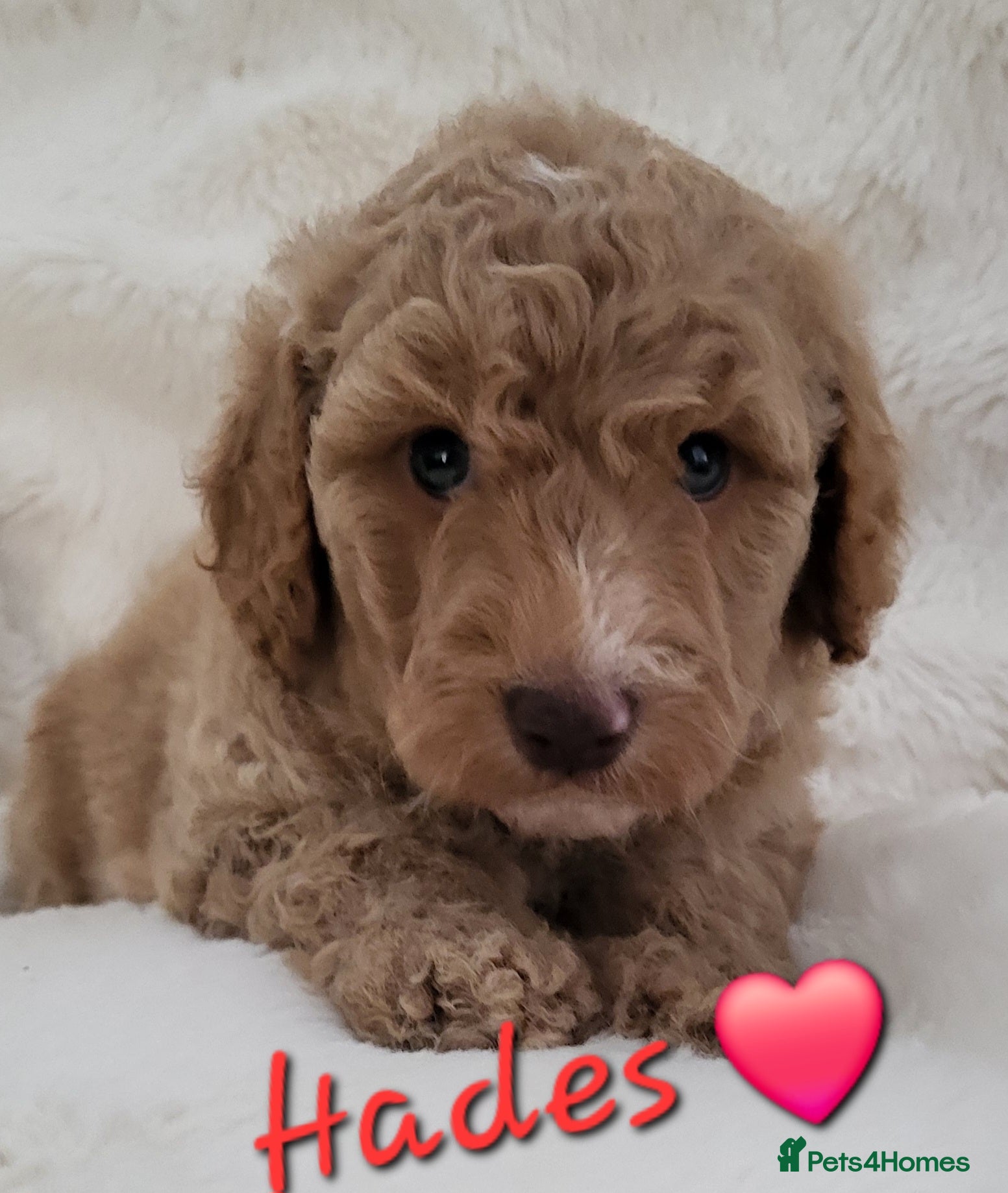 Cockapoo dogs Beautiful Home-Raised F1b toy Cockapoo Puppies  - Advert 16