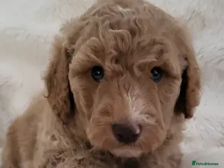 Cockapoo dogs Beautiful Home-Raised F1b toy Cockapoo Puppies - Advert 16