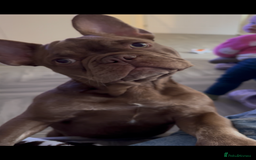 French Bulldog dogs for sale: Kronk Rojo French bulldog  - Image 7
