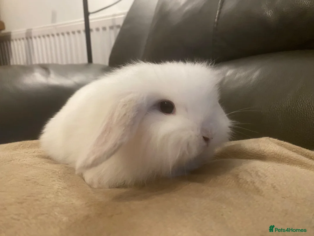 Mini Lop rabbits for sale: Mini lop litter. *Fantastic temperaments* - Advert 2