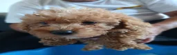 Jackapoo dogs for sale: Cockapoo puppy in Witney - Advert 19