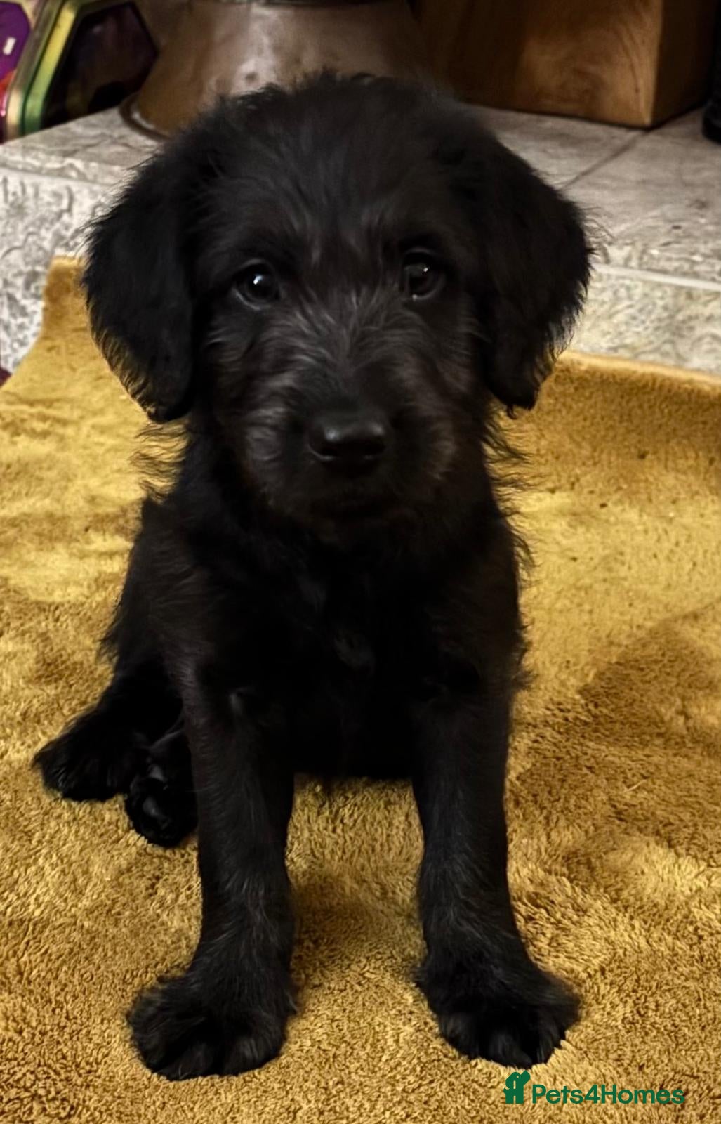 Labradoodle dogs One left - Labradoodle puppy for sale - Advert 3