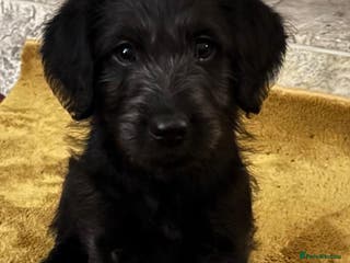 Labradoodle dogs One left - Labradoodle puppy for sale - Advert 5