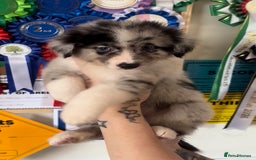 Australian Shepherd dogs for sale: 3 remaining- Beautiful Australian Shepherds  - Image 5