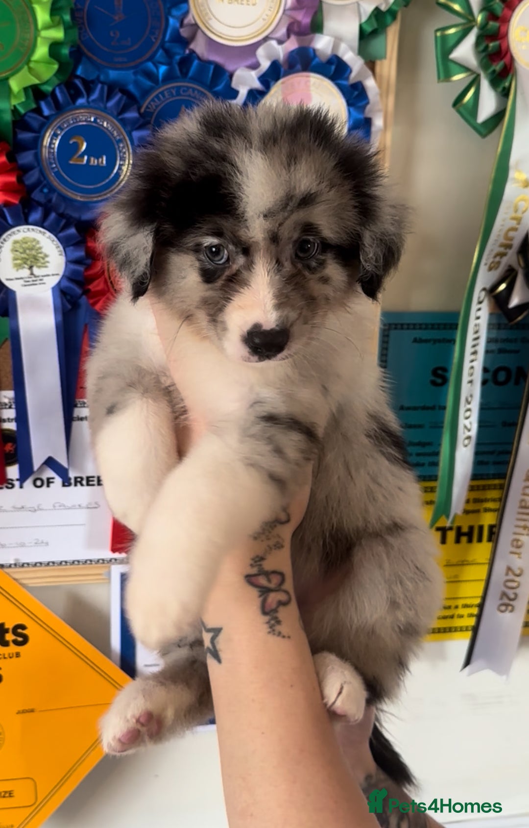 Australian Shepherd dogs for sale: 3 remaining- Beautiful Australian Shepherds  - Image 5