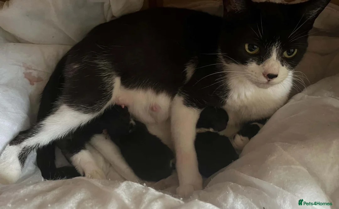 Mixed Breed cats for sale: Tuxedo twins  in Rochdale - Advert 2